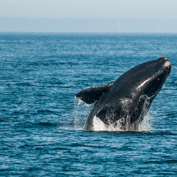 What you can do to help save the endangered North Atlantic right whale