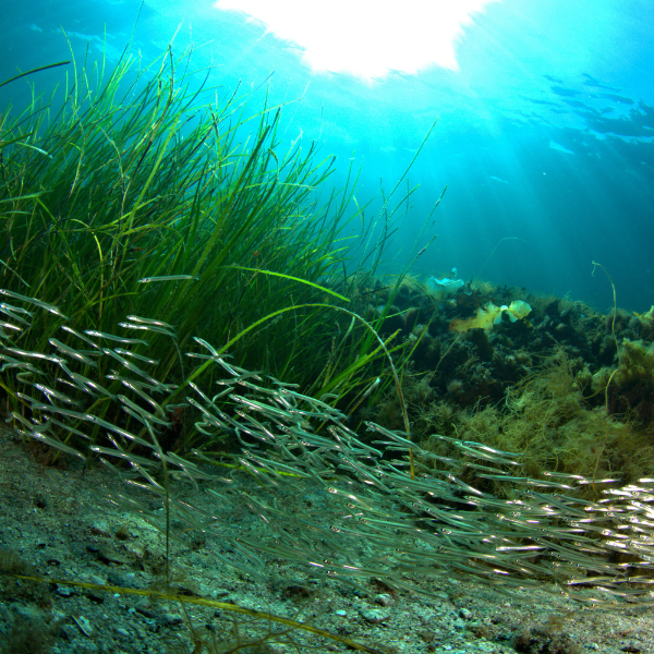 The Ocean Tracking Network uses new side scan sonar on collaborative ghost gear retrieval project