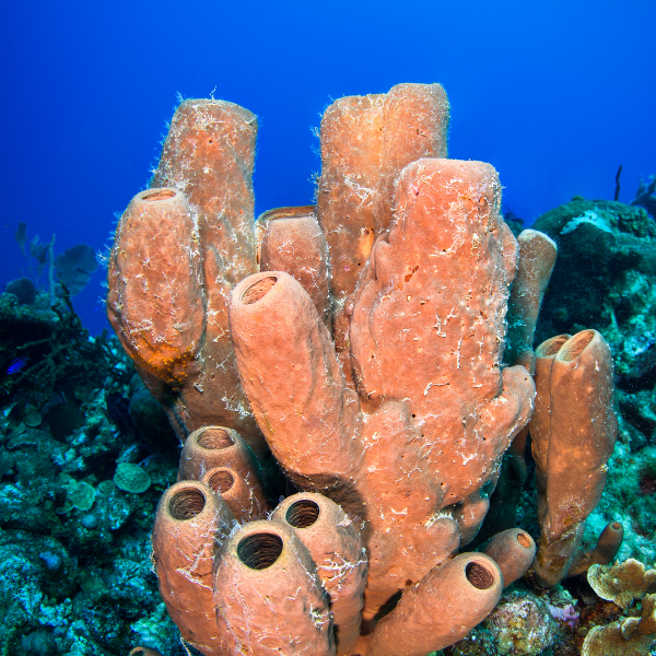 Where animal telemetry meets sponges