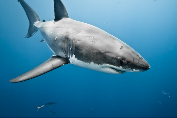 Great white shark  Department of Biodiversity, Conservation and Attractions