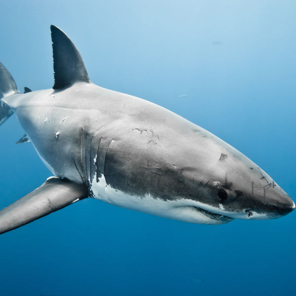 New website - white shark (1)