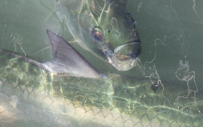 A multi-state approach to manage Atlantic tarpon and permit in the Florida Keys