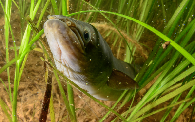 Long-distance migrations of American eel (4.5)
