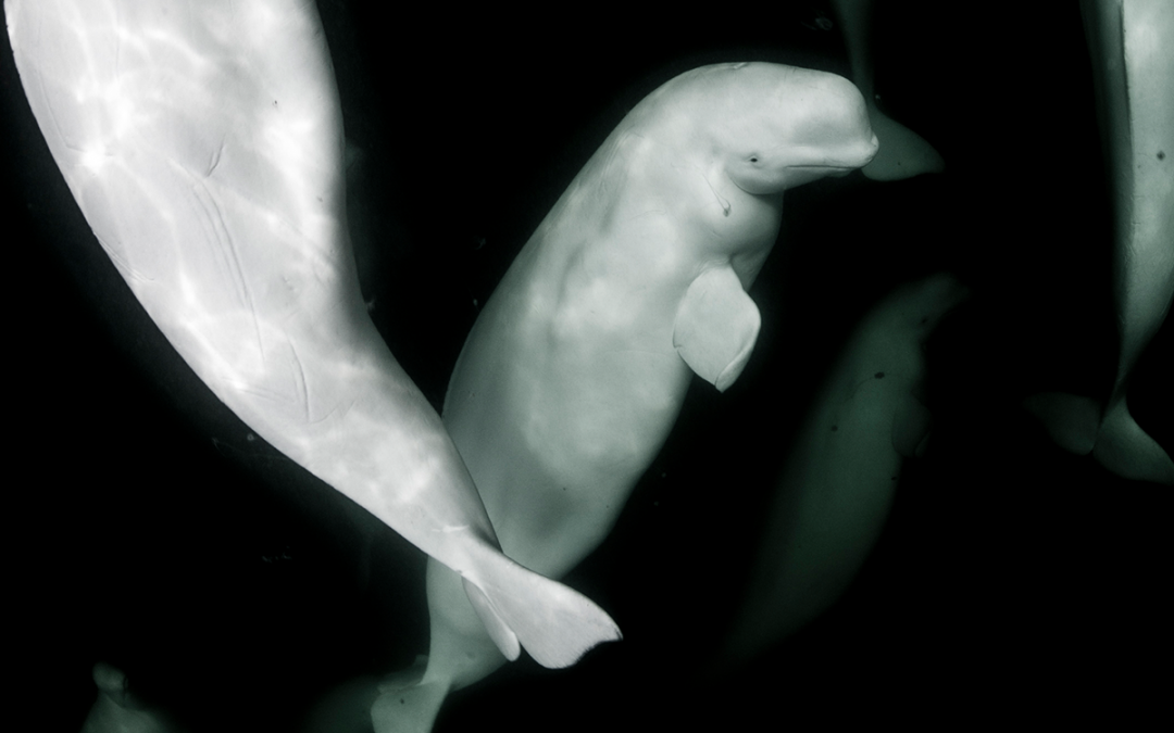 Arctic interactions (4.10)