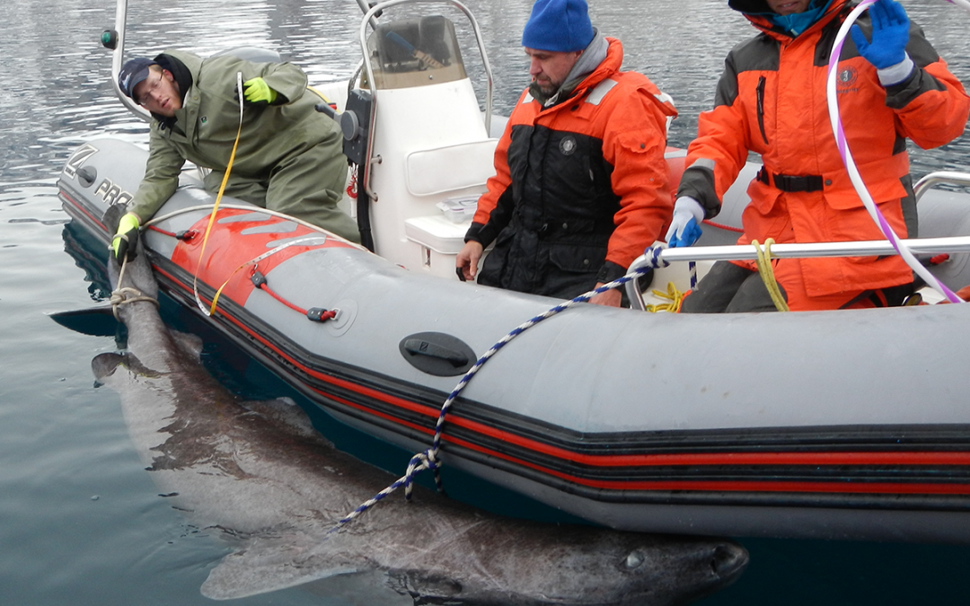 Emerging Arctic fisheries (4.11)