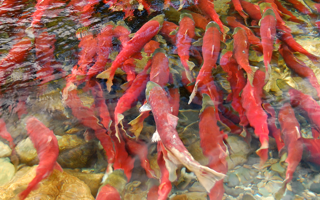 Evaluating the sustainability of catch-and-release angling on sport fish (4.13)