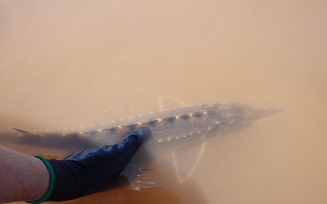 Movement and habitat use of Atlantic sturgeon (4.6)