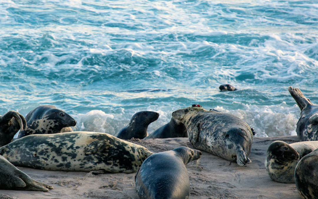 Bioprobes provide window into marine life (4.7)