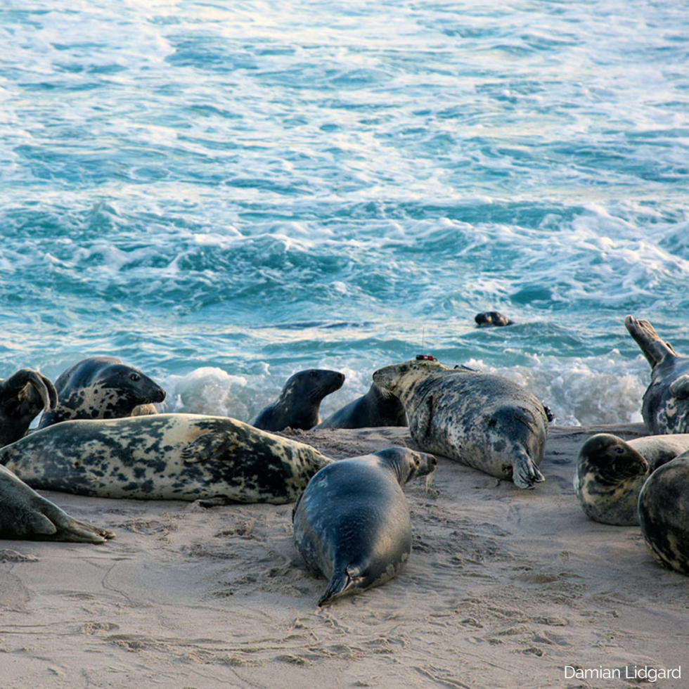 Bioprobes provide window into marine life (4.7) | Ocean Tracking Network