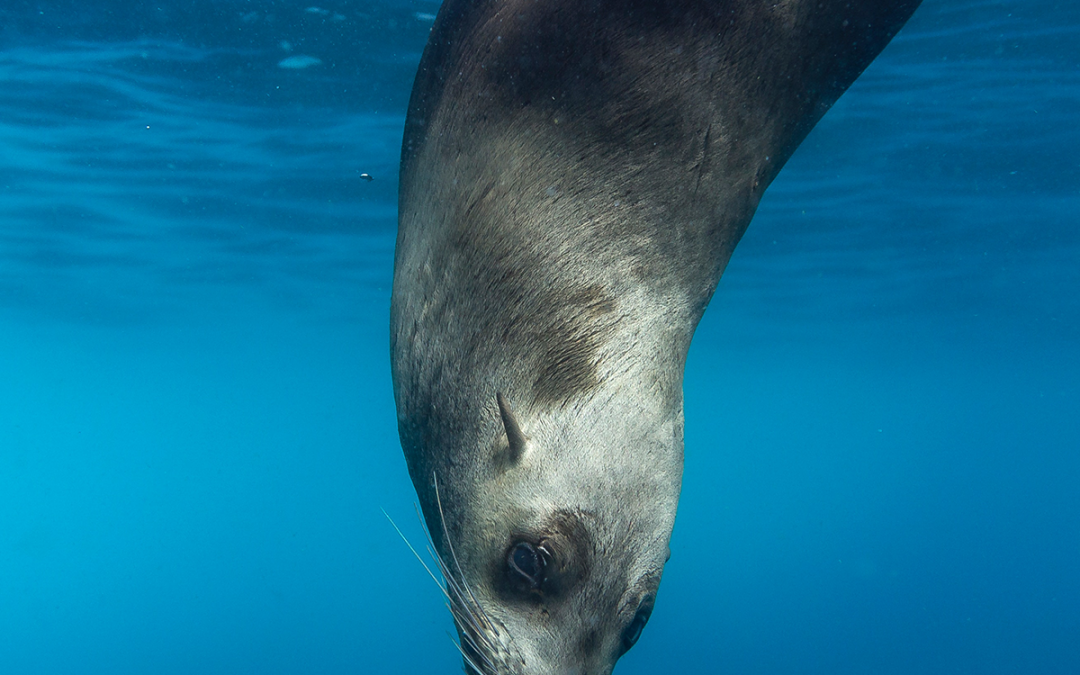 Modelling and visualization of complex marine ecosystems (4.8)