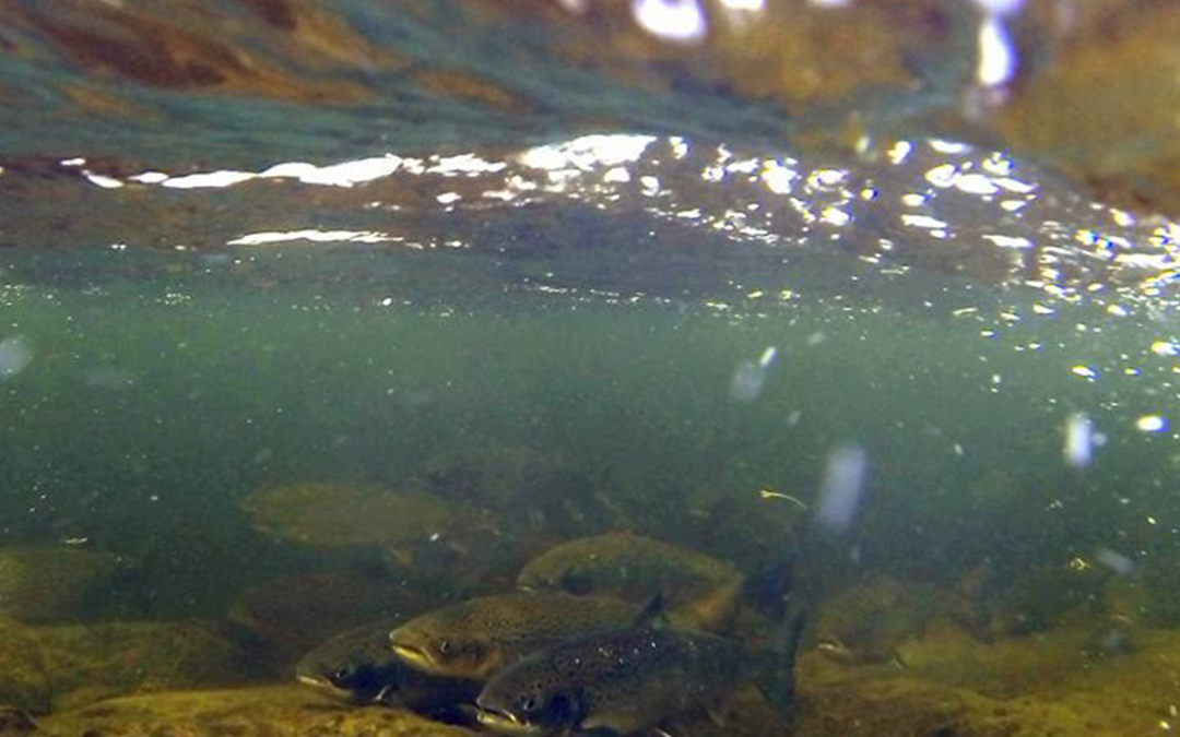 Connecting species, habitats and people (4.9)