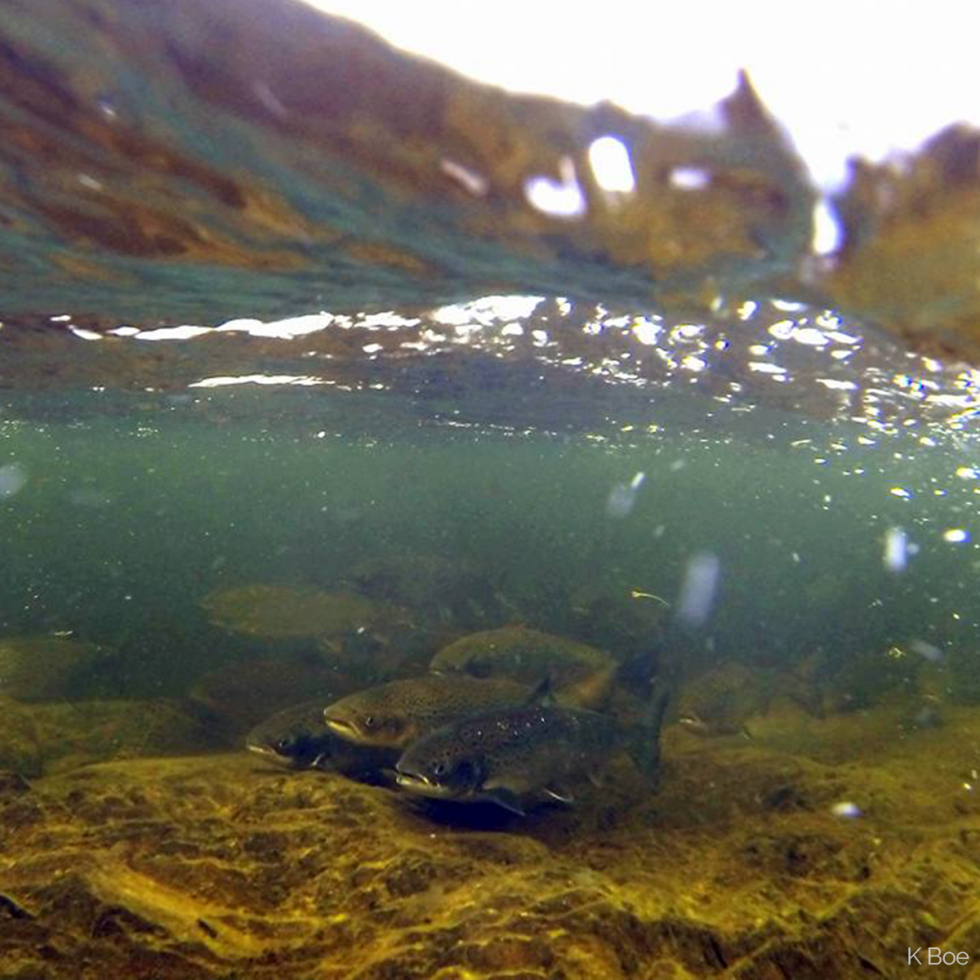 Connecting species, habitats and people (4.9) Ocean Tracking Network