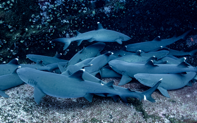 Conserving sharks, rays and skates in Cabo Verde