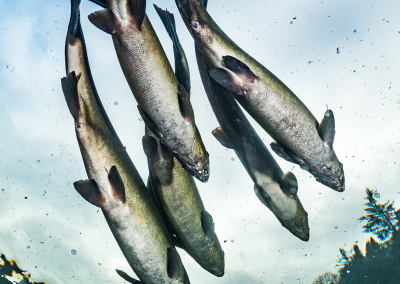 Investigating impacts on juvenile Atlantic salmon migration