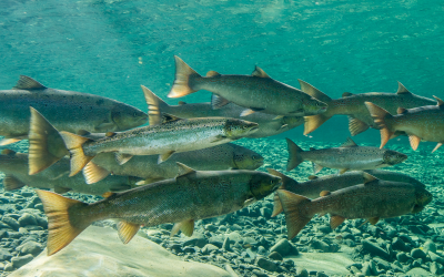 The impact of salmon smolts’ behaviour on their survival in freshwater and marine environments