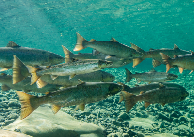 The impact of salmon smolts’ behaviour on their survival in freshwater and marine environments