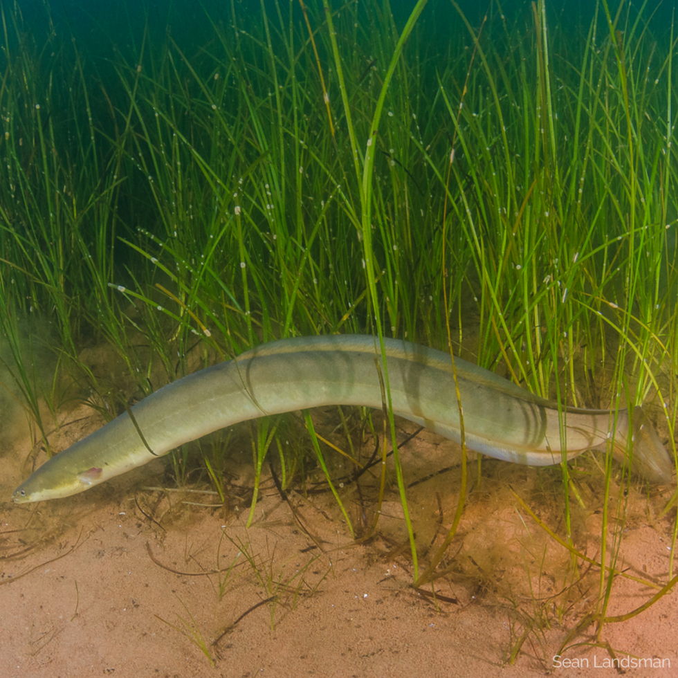 Tracking valued aquatic species in the Bras d’Or Lake and Bay of Fundy