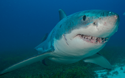 White shark acoustic monitoring program