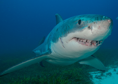White shark acoustic monitoring program