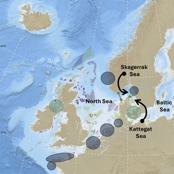 New project puts biodiversity on digital map to conserve North Sea ecosystems