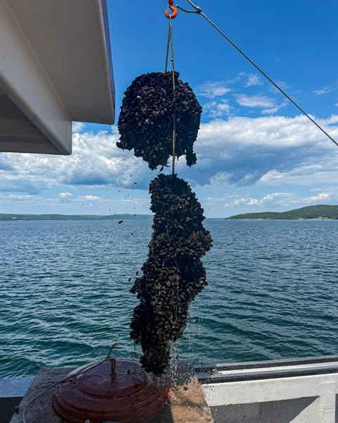 A float, rope, and acoustic receiver hanging above the water, all parts completely covered in black mussels.