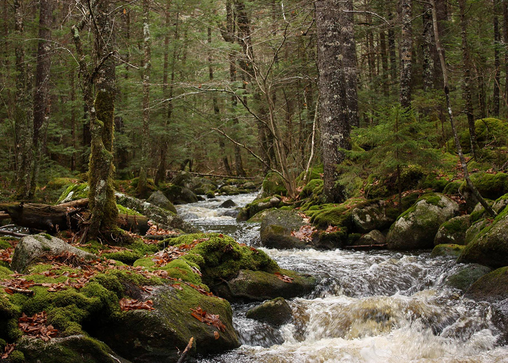 A river flowing through a dense forest in St. Margaret’s Bay, Nova Scotia.