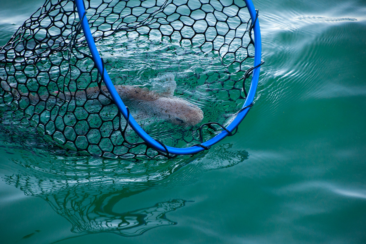 Small-spotted catshark (Scyliorhinus canicula) being released into the ocean.